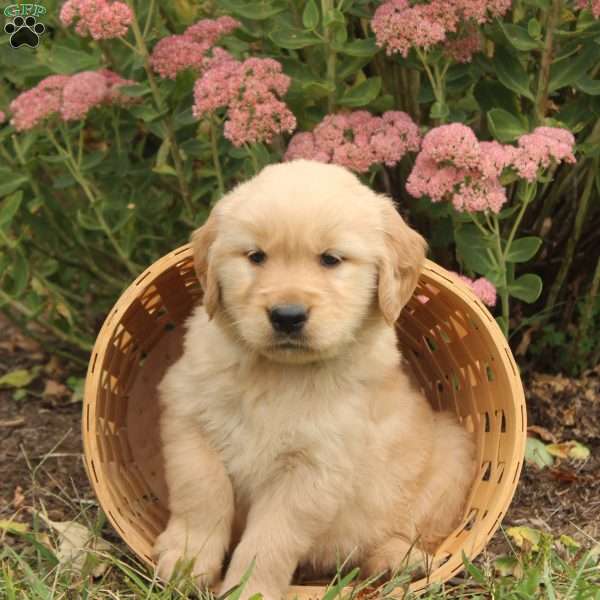 Oliver, Golden Retriever Puppy